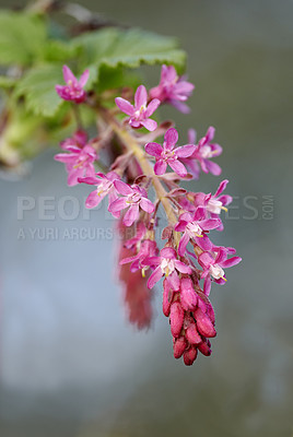 Buy stock photo Colorful pink flowers growing in a garden. Closeup of beautiful ribes sanguineum or flowering currants with vibrant petals from the gooseberry species blooming and blossoming in nature during spring