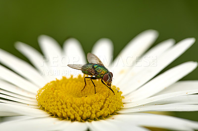 Buy stock photo Closeup of a common green bottle fly eating floral disc nectar on white Marguerite daisy flower. Macro texture and detail of insect pollination and pest control in a private backyard or home garden