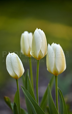 Buy stock photo Beautiful white tulip flowers growing outside in a garden with green background for copy space. Closeup of four delicate blooms on a bulb plant in a nature park or cultivated backyard in summer.