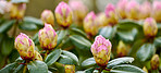 Rhododendron - garden flowers in May