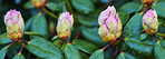 Rhododendron - garden flowers in May