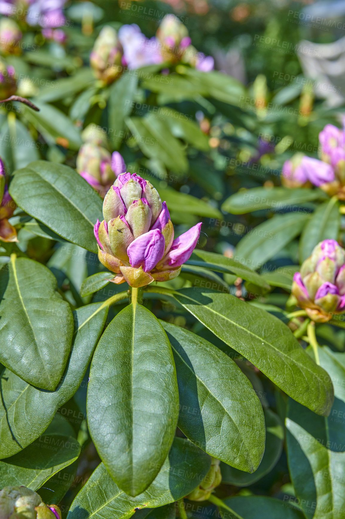 Buy stock photo A series of photos of rhododendron in garden