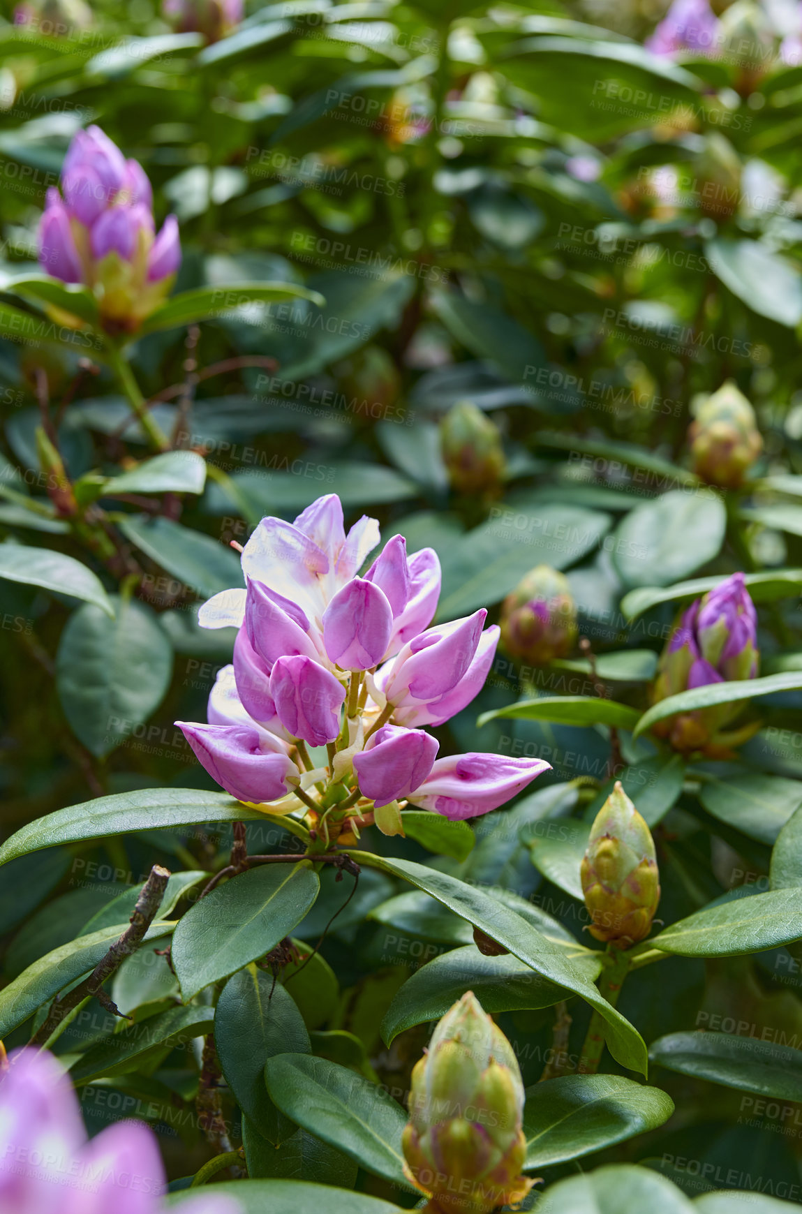 Buy stock photo A series of beautiful garden photos