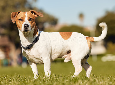 Buy stock photo Full length shot of an adorable young Jack Russell standing outside on a field