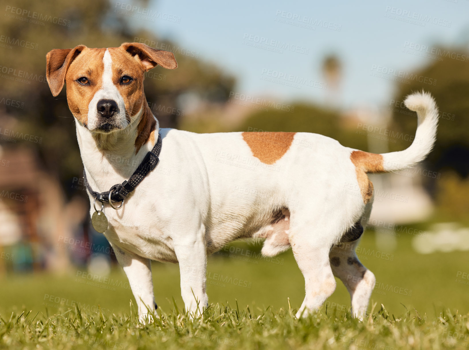 Buy stock photo Full length shot of an adorable young Jack Russell standing outside on a field