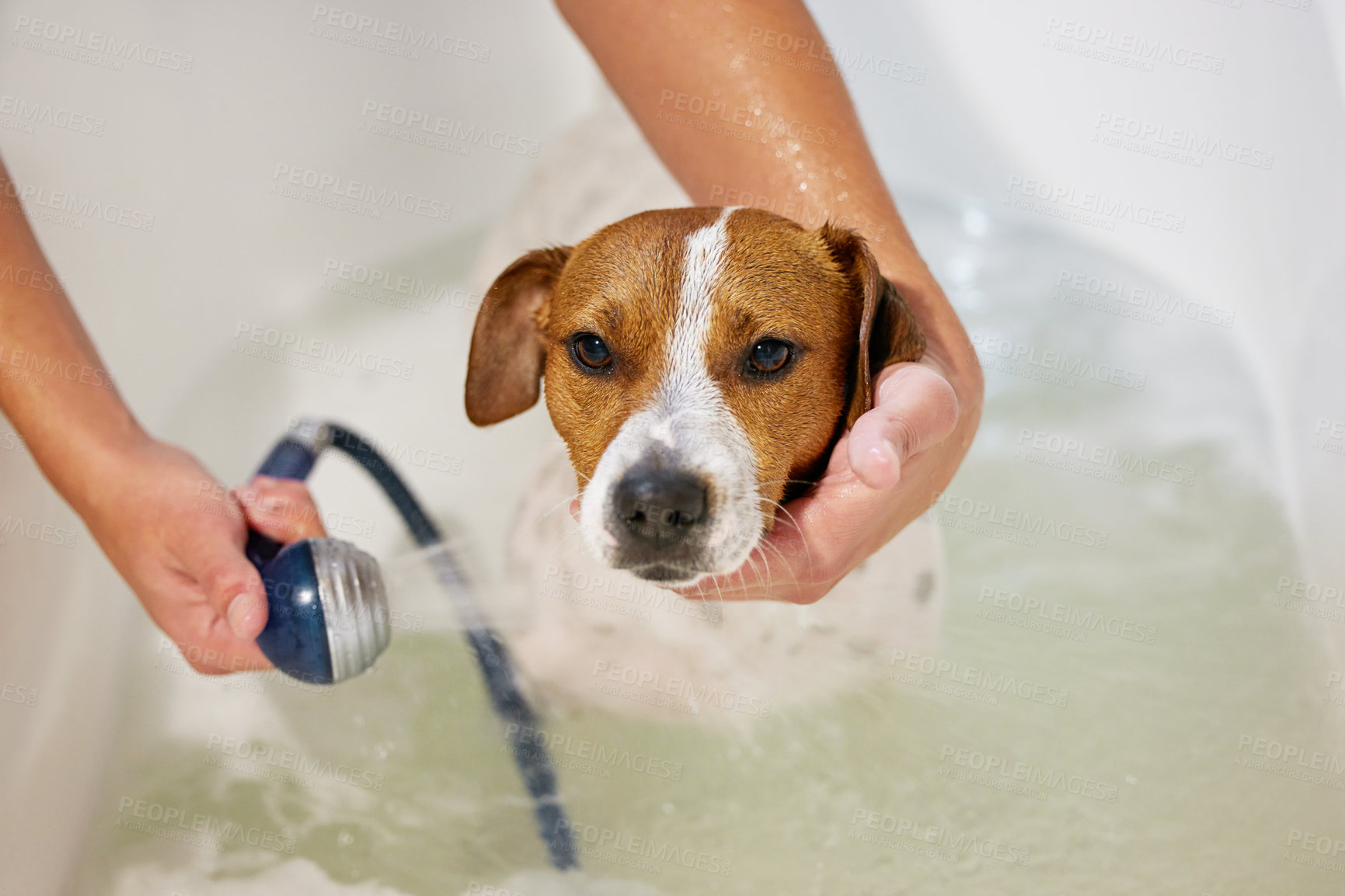 Buy stock photo High angle shot of an adorable young Jack Russell being washed by his unrecognizable owner in the bath at home