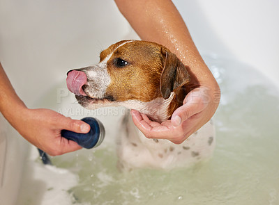Buy stock photo Person, hands and dog or bath in home for cleaning in water with shampoo for health, wellness or hygiene. Per owner, animal and Jack russell terrier in apartment or washing bacteria, grooming or care