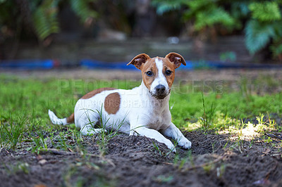 Buy stock photo Full length shot of an adorable young Jack Russell sitting on the grass outside