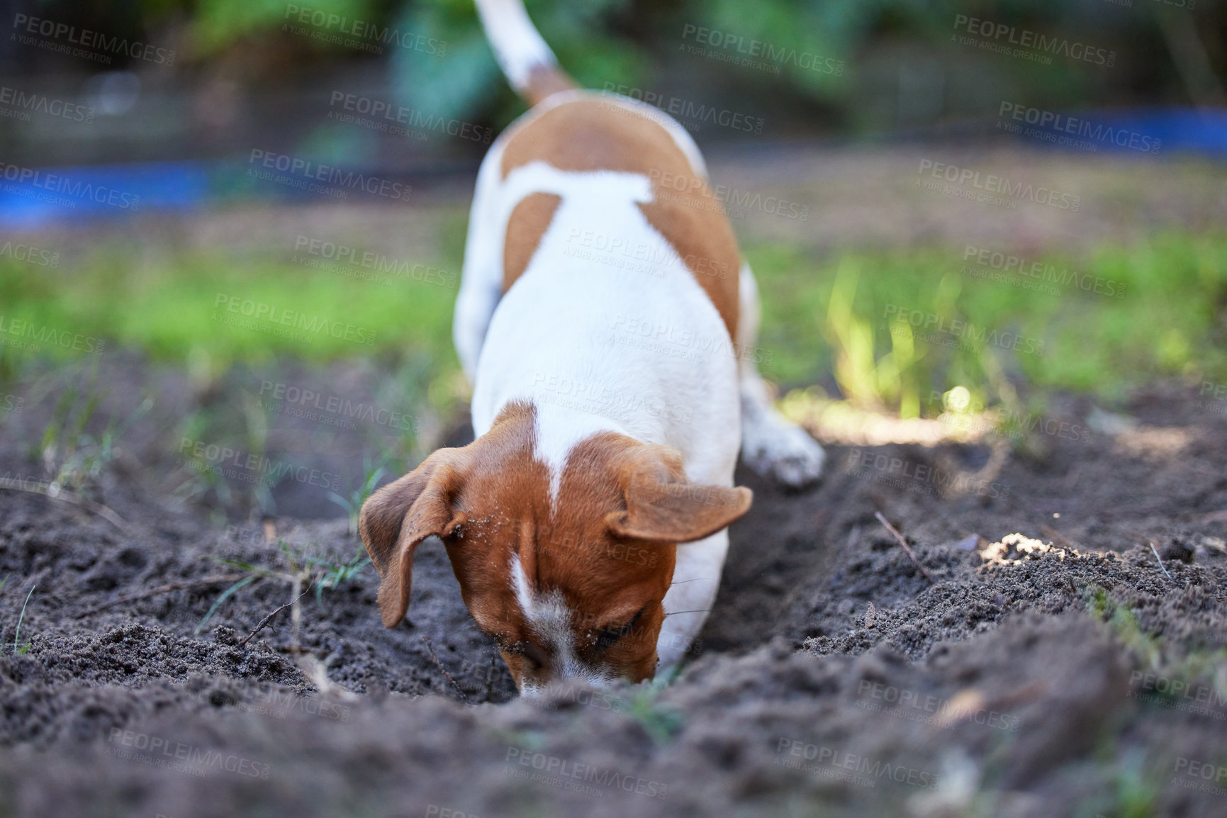 Buy stock photo Full length shot of an adorable young Jack Russell digging a hole in the ground outside