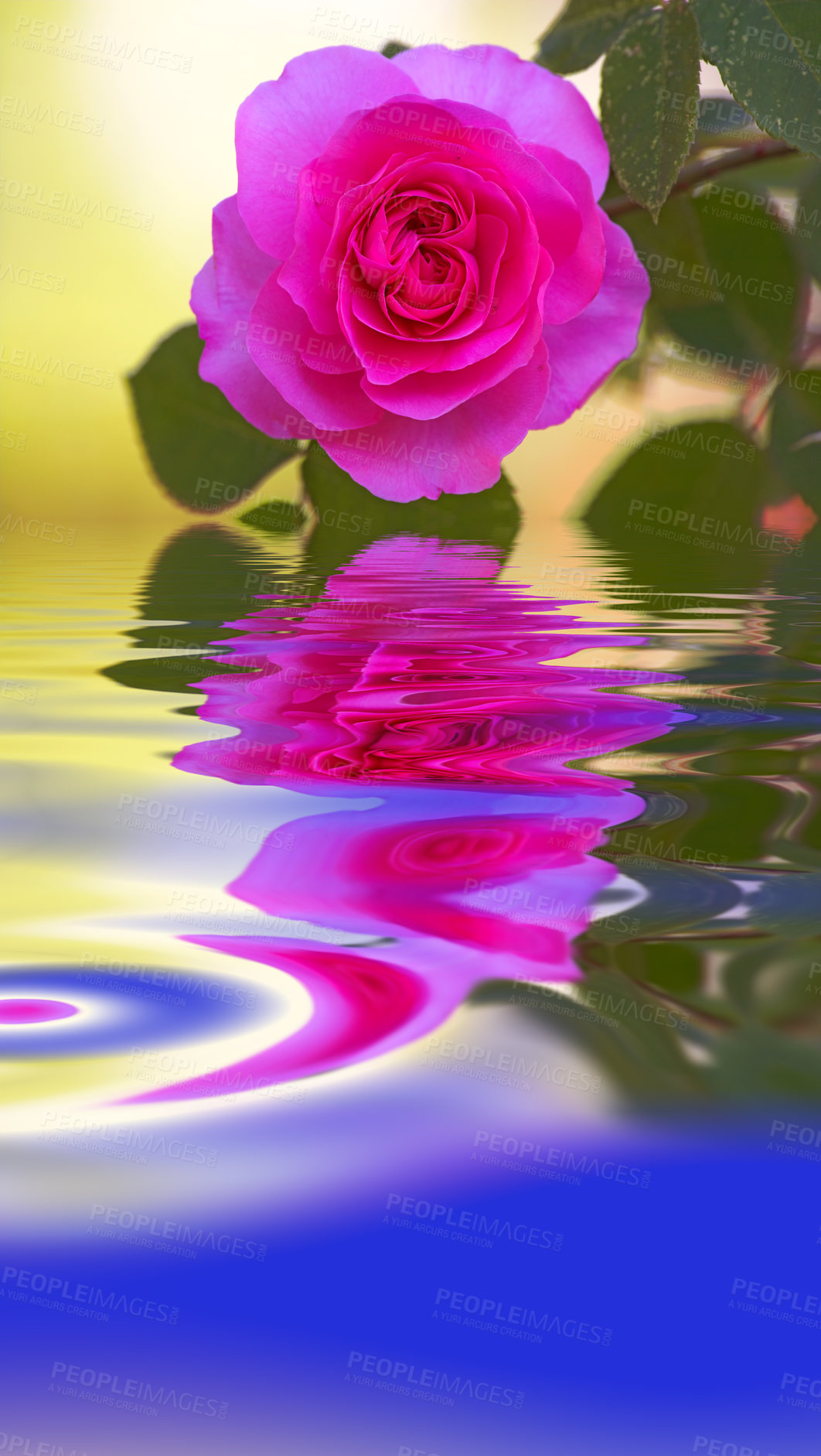 Buy stock photo Closeup of pink rose reflecting on texture water with copy space, symbolising mother nature, earth and liquid as a life source. Vibrant garden flower blossoming and blooming with hydrating fluid