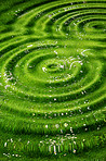 Rippled green background (room for text)