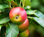 Apples in outdoor setting