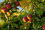 Apples in outdoor setting