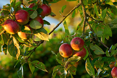 Buy stock photo A photo of taste and beautiful apples