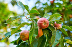 Apples in outdoor setting