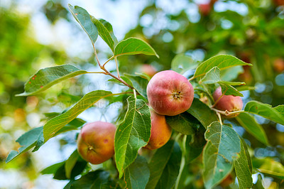 Buy stock photo A photo of taste and beautiful apples