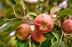 Apples in outdoor setting