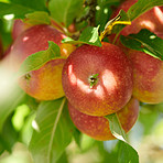 Apples in outdoor setting