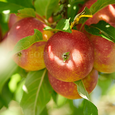 Buy stock photo A photo of taste and beautiful apples