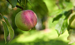 Apples in outdoor setting