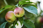 Apples in outdoor setting