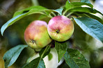 Apples in outdoor setting