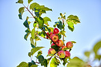 Apples in outdoor setting