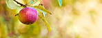 Apples in outdoor setting