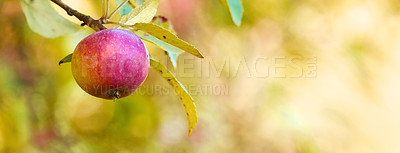 Buy stock photo A photo of taste and beautiful apples