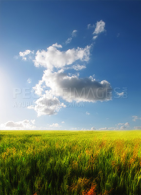 Buy stock photo Landscape view, blue sky and field with copy space and green grass growing in remote countryside meadow with clouds and copyspace. Scenic land with long, lush plants or reeds in calm or peaceful area