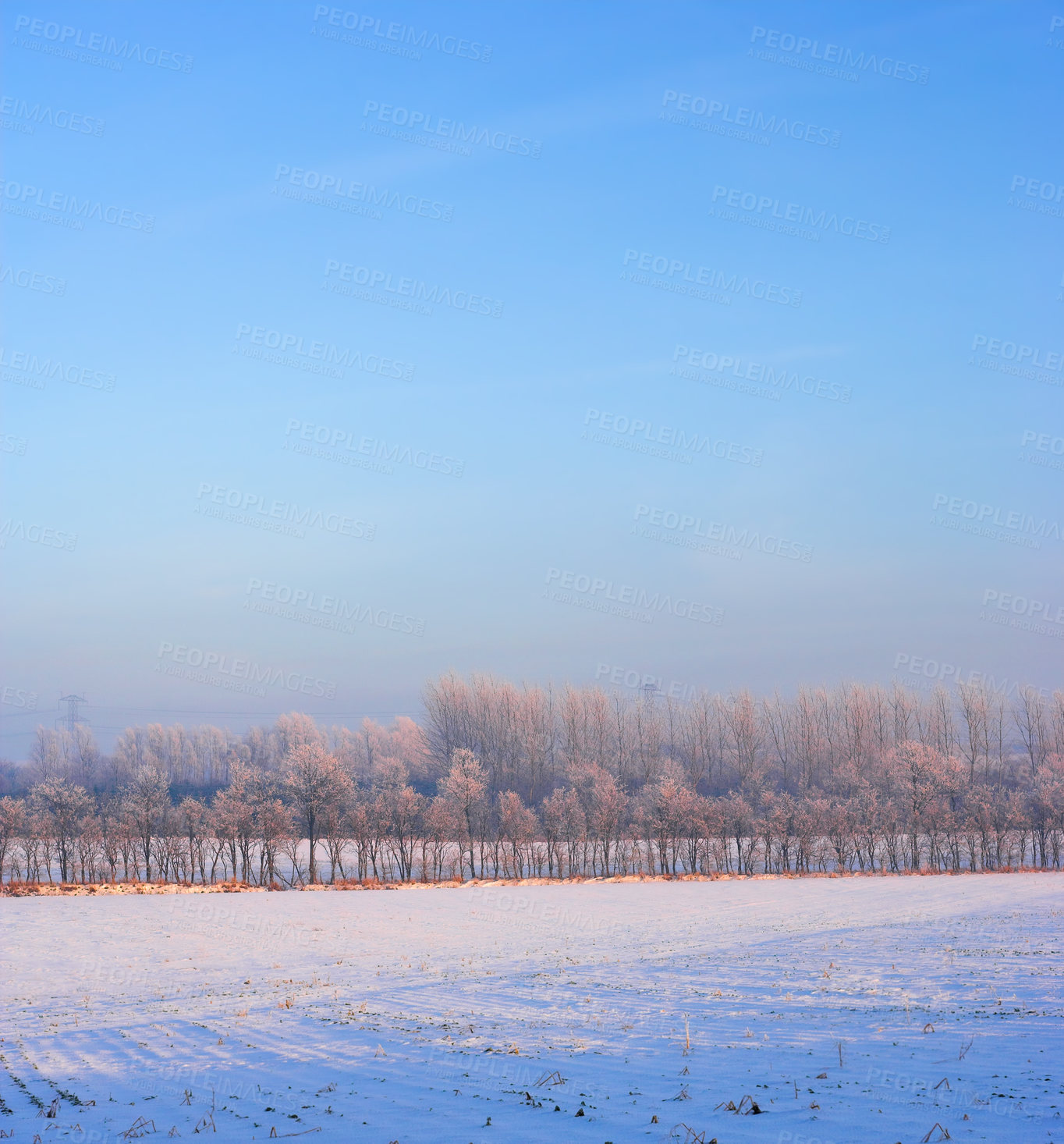 Buy stock photo White snow covering landscape on a winter day with soft blue sky background and copy space. Frost covered tall trees in a forest or field. Remote farm land at sunrise with on a calm, fresh evening