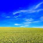 Corn field