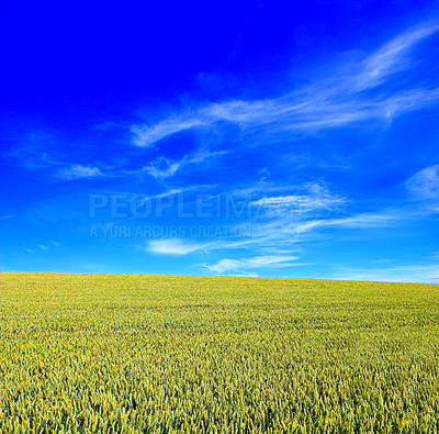 Buy stock photo Corn field