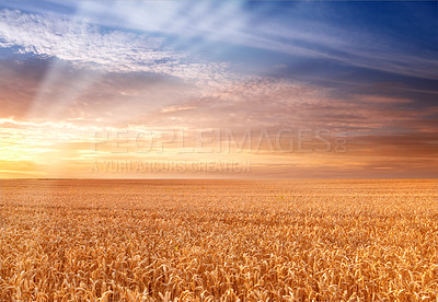 Buy stock photo A photo of Sunset at the countryside, denmark - time for harvest