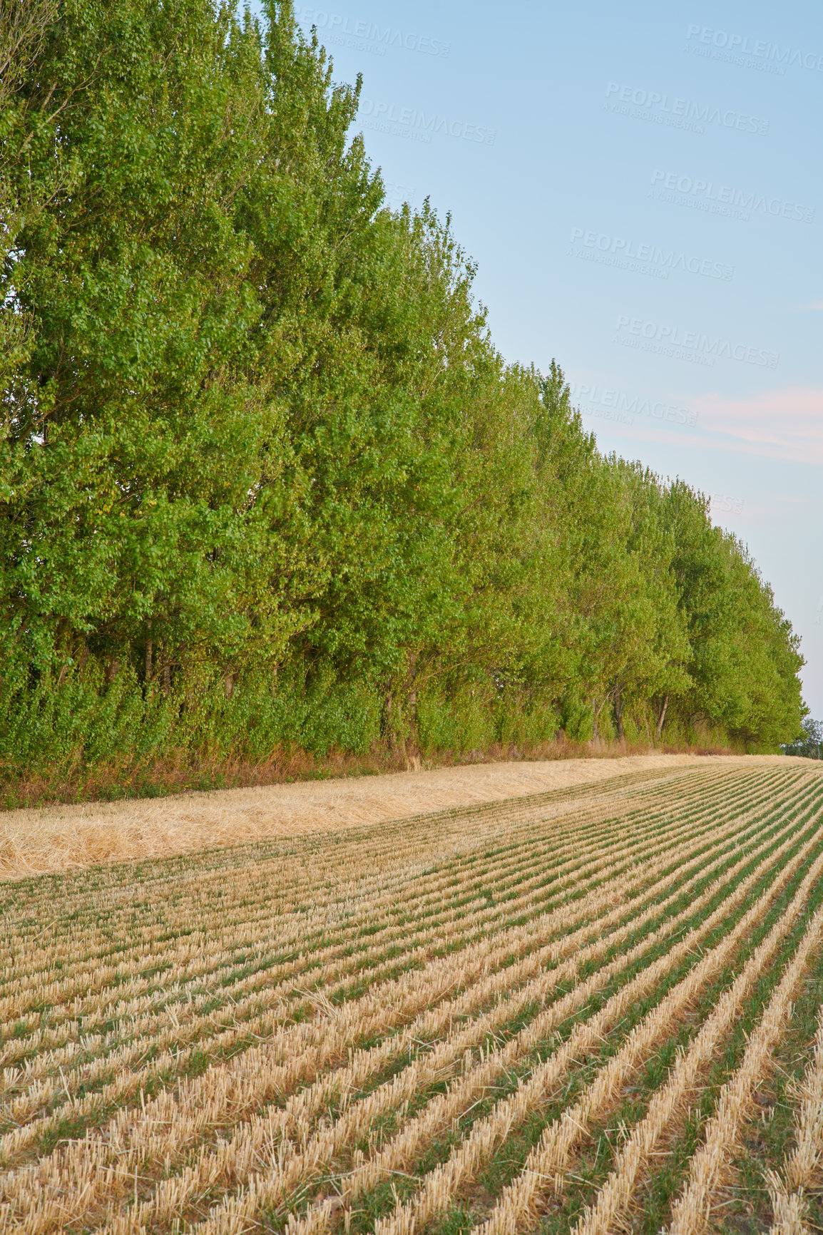 Buy stock photo Harvested rows of wheat on farm land with lush green trees on a sunny day. Dry barley and grain cultivated on peaceful farmland in the countryside. Agriculture in remote nature on a quiet day 