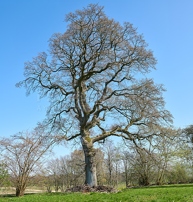 Buy stock photo The forest in late autumn, winter and early spring