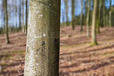 Buy stock photo The forest in late autumn, winter and early spring