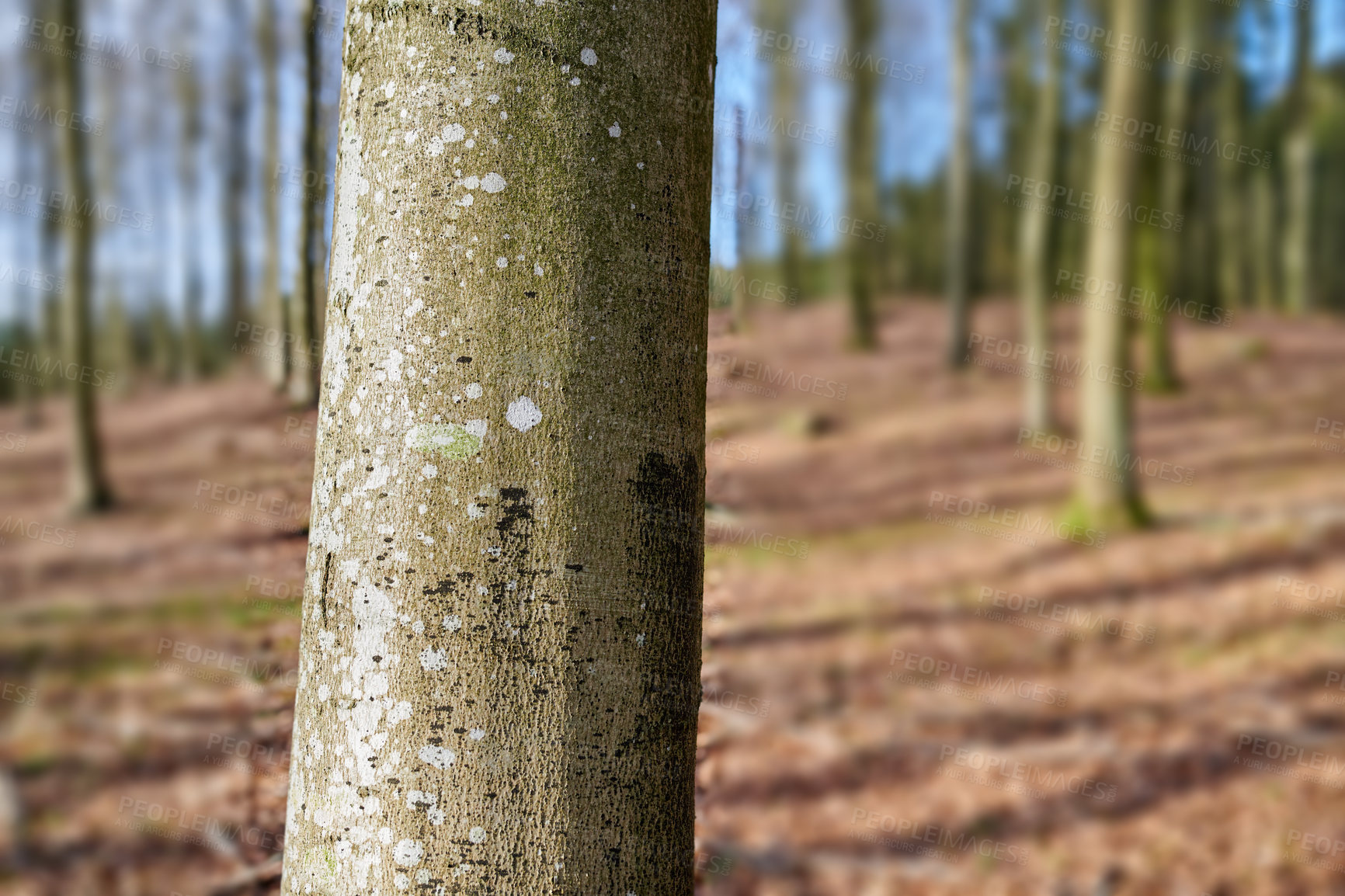 Buy stock photo The forest in late autumn, winter and early spring