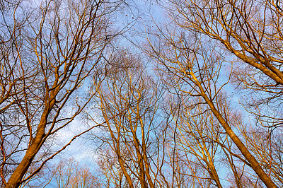 Buy stock photo The forest in late autumn, winter and early spring