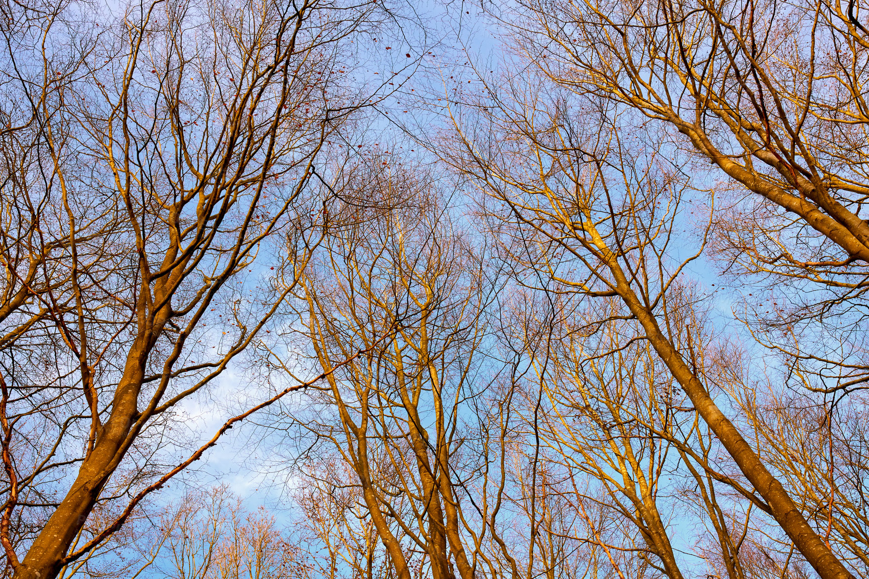 Buy stock photo The forest in late autumn, winter and early spring