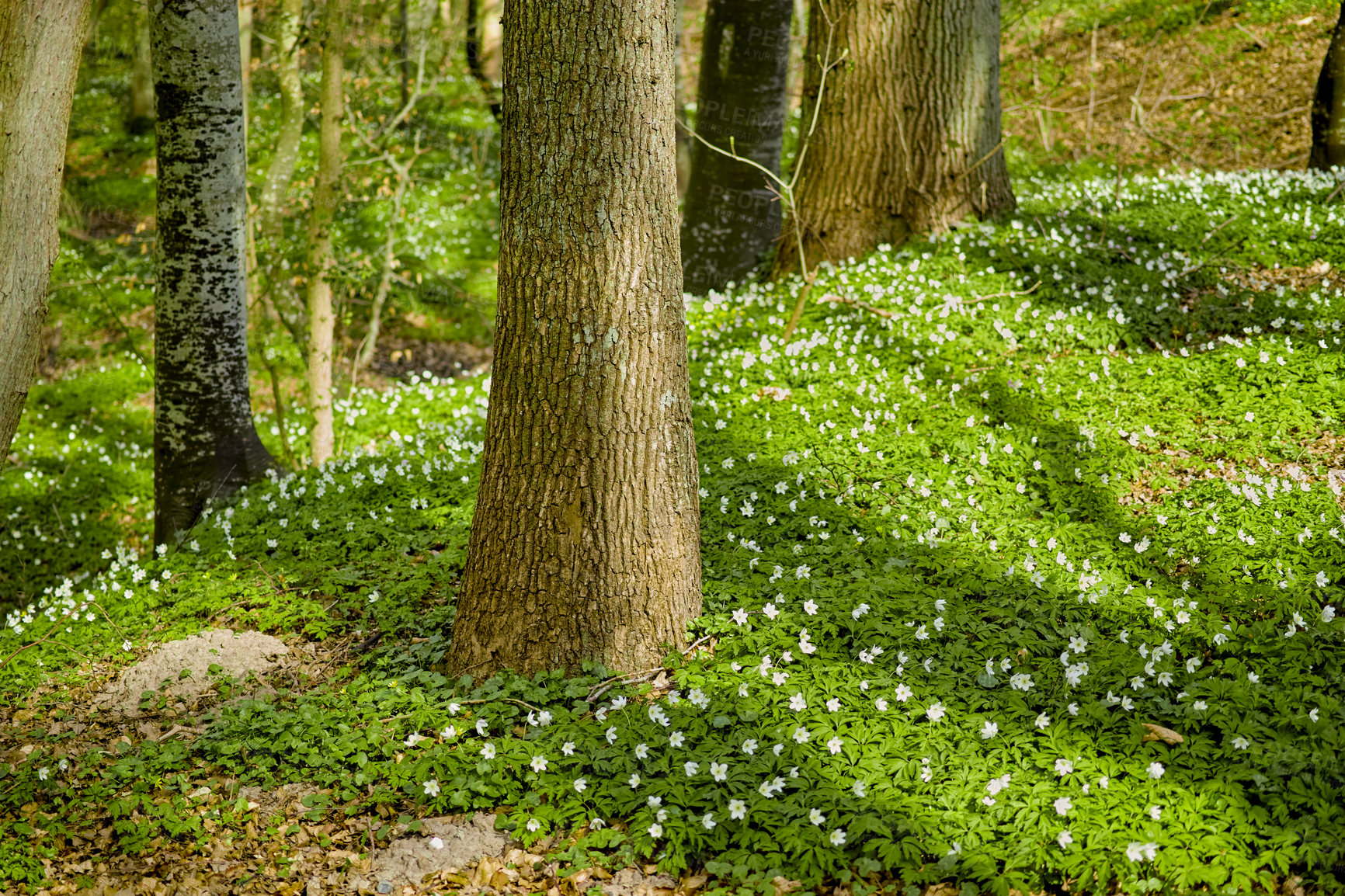 Buy stock photo Forest in springtime in Denmark