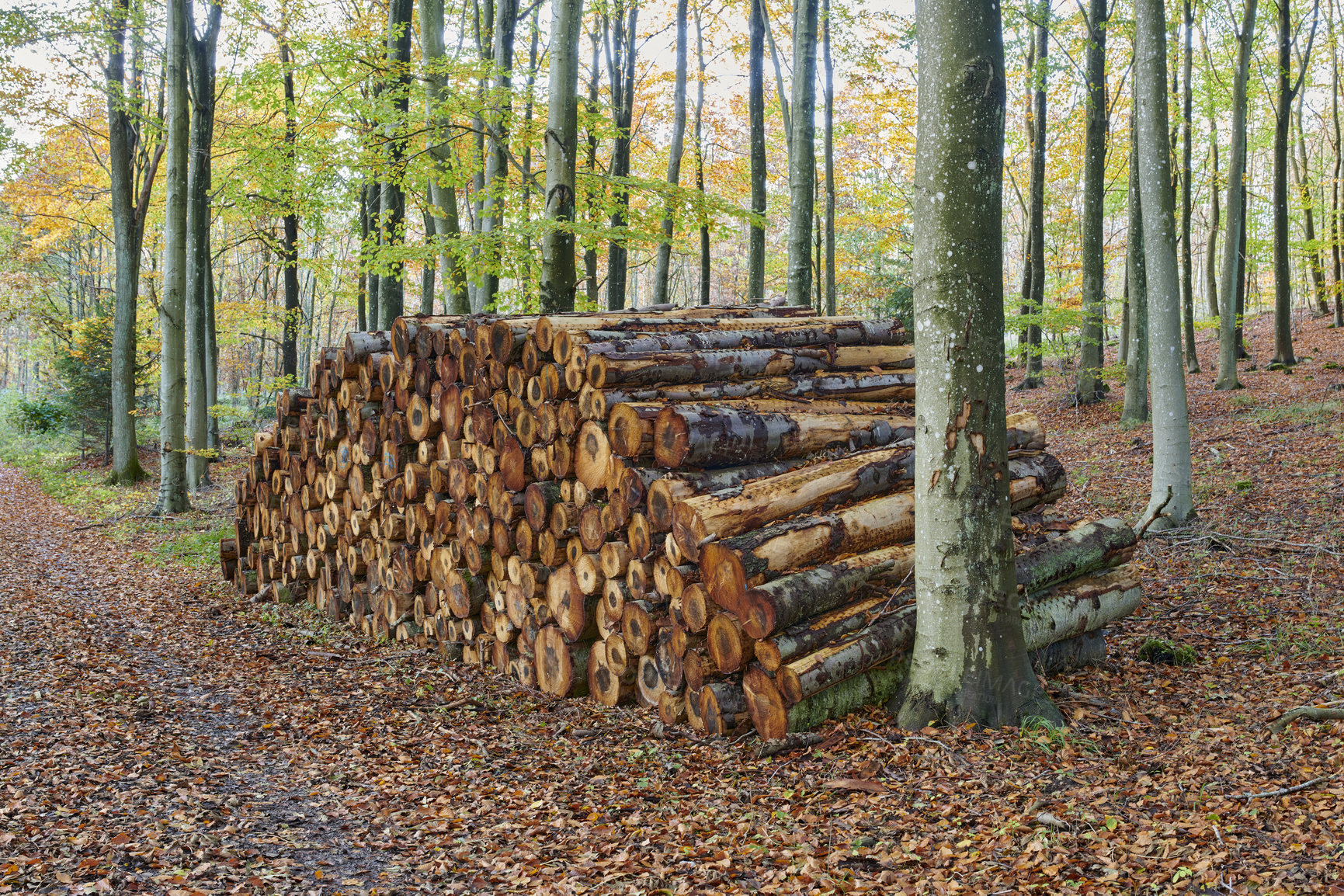 Buy stock photo The forest in late autumn, winter and early spring