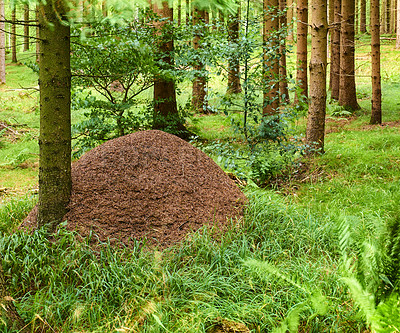 Buy stock photo Huge anthill in pine forest, Denmark