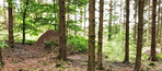 Huge anthill in a pine forest