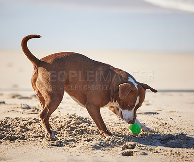 Buy stock photo Beach, sand and dog playing with ball for fun exercise, healthy energy or happy animal in nature. Ocean, games and playful pitbull with outdoor training, pet fitness and wellness with toys in morning