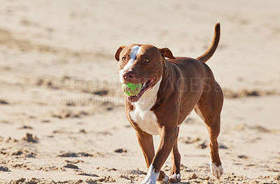 Buy stock photo Beach, sand and happy dog playing with ball for fun exercise, healthy energy or animal in nature. Ocean, games and playful pitbull with outdoor training, pet fitness and wellness with toys in morning