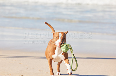 Buy stock photo Beach, sand and dog running with toys for fun exercise, healthy energy or happy animal in nature. Ocean, games and playful pitbull with outdoor training, pet fitness and wellness with morning play