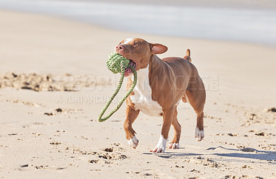 Buy stock photo Ocean, sand and happy dog running with toys for fun exercise, healthy energy or animal in nature. Beach, games and playful pitbull with outdoor training, pet fitness and wellness with morning play