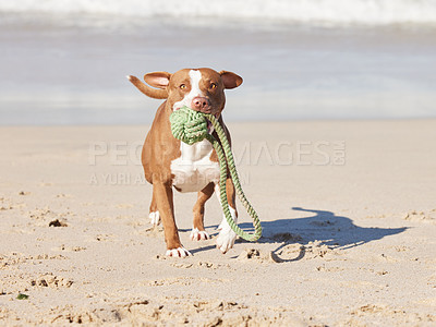Buy stock photo Beach, portrait and dog running with ball for fun exercise, healthy energy or animal playing in nature. Ocean, games and pitbull with outdoor pet training, fitness and wellness with toys in morning