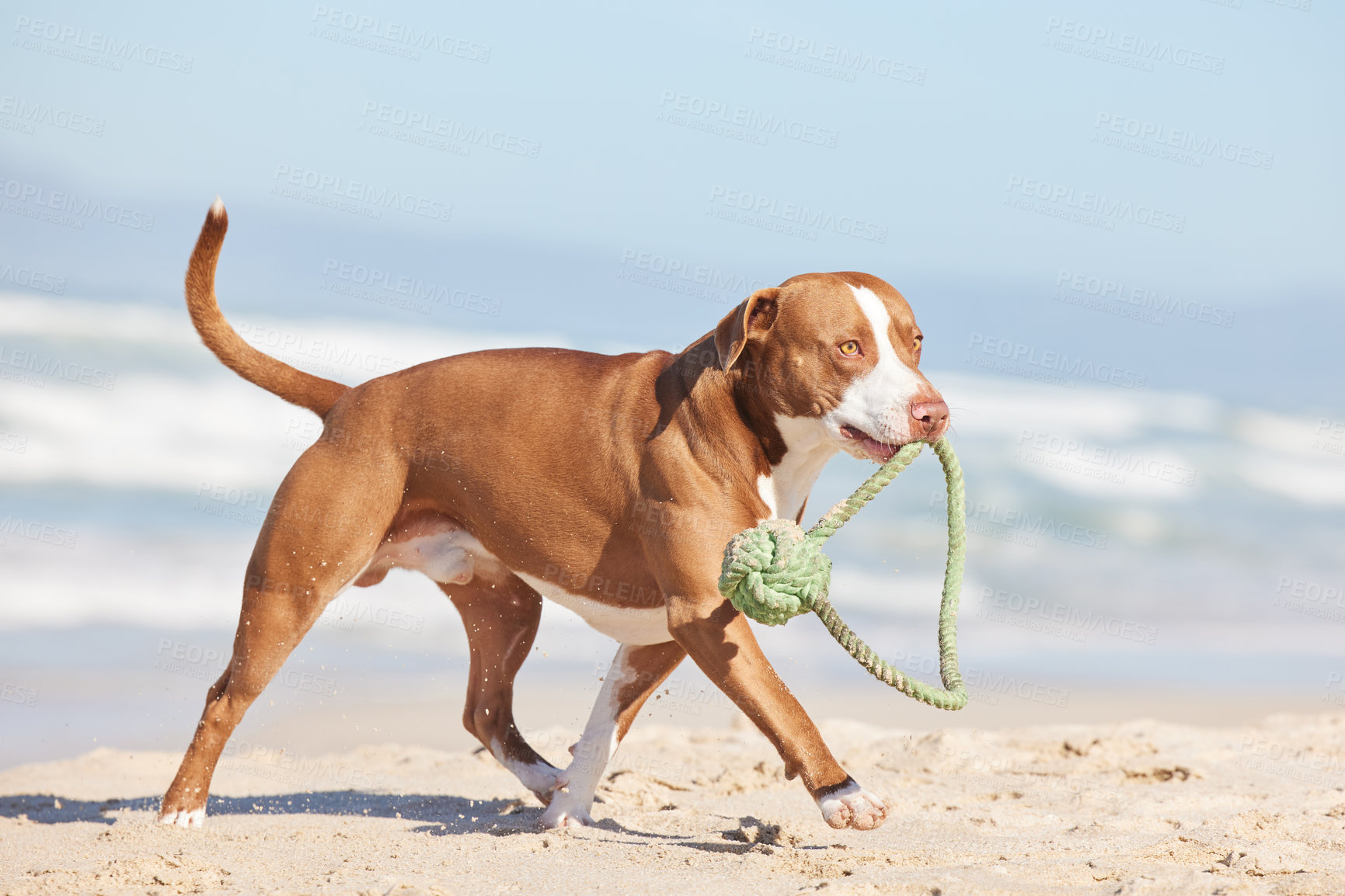 Buy stock photo Beach, nature and dog running with ball for fun exercise, healthy energy or happy animal playing in sand. Ocean, games and pitbull with outdoor pet training, fitness and wellness with toys in morning